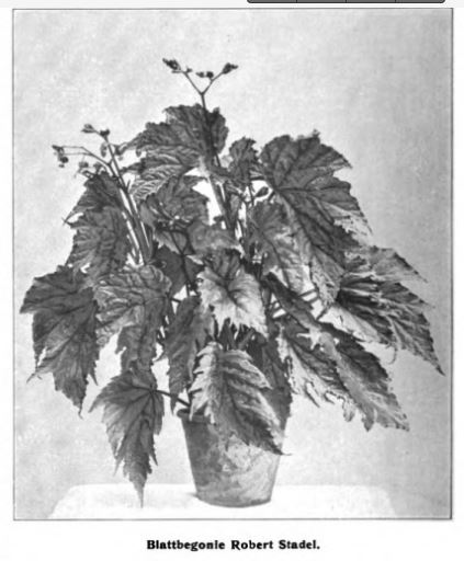 B. ‘Robert Stadel’